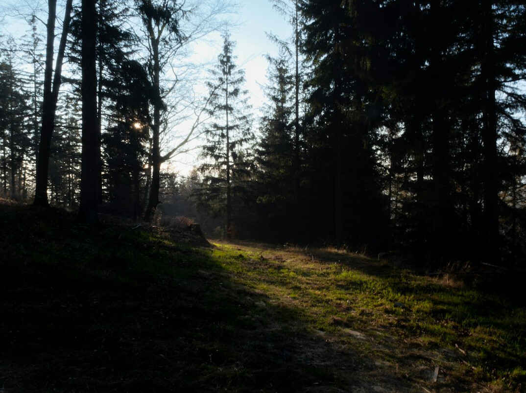 hiking trail in polish forest
