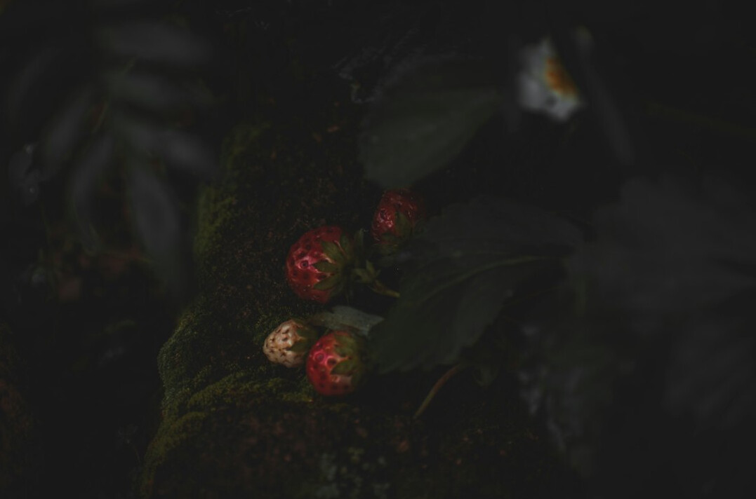 forest berries and mushrooms